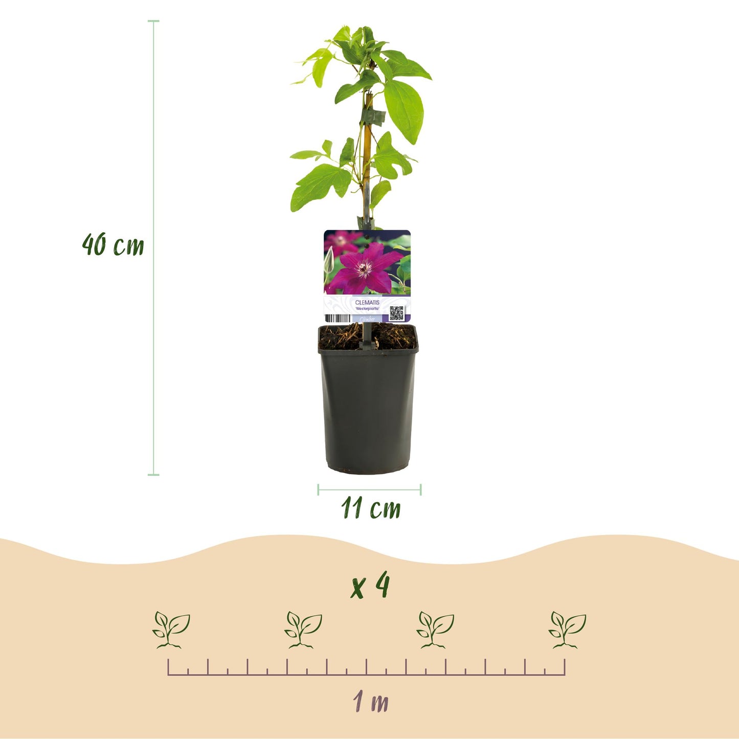 Green boutiQ – Kletterpflanze – Clematis Westerplatte – Rote Blüte – Pflegeleicht – 2 Pflanzen – Topf 11 cm, Höhe 40 cm