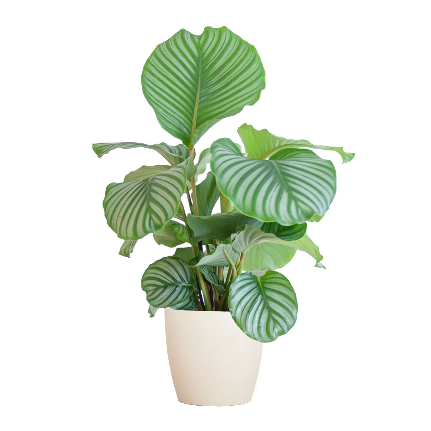 Calathea Orbifolia with Viber white - 65cm - Ø21