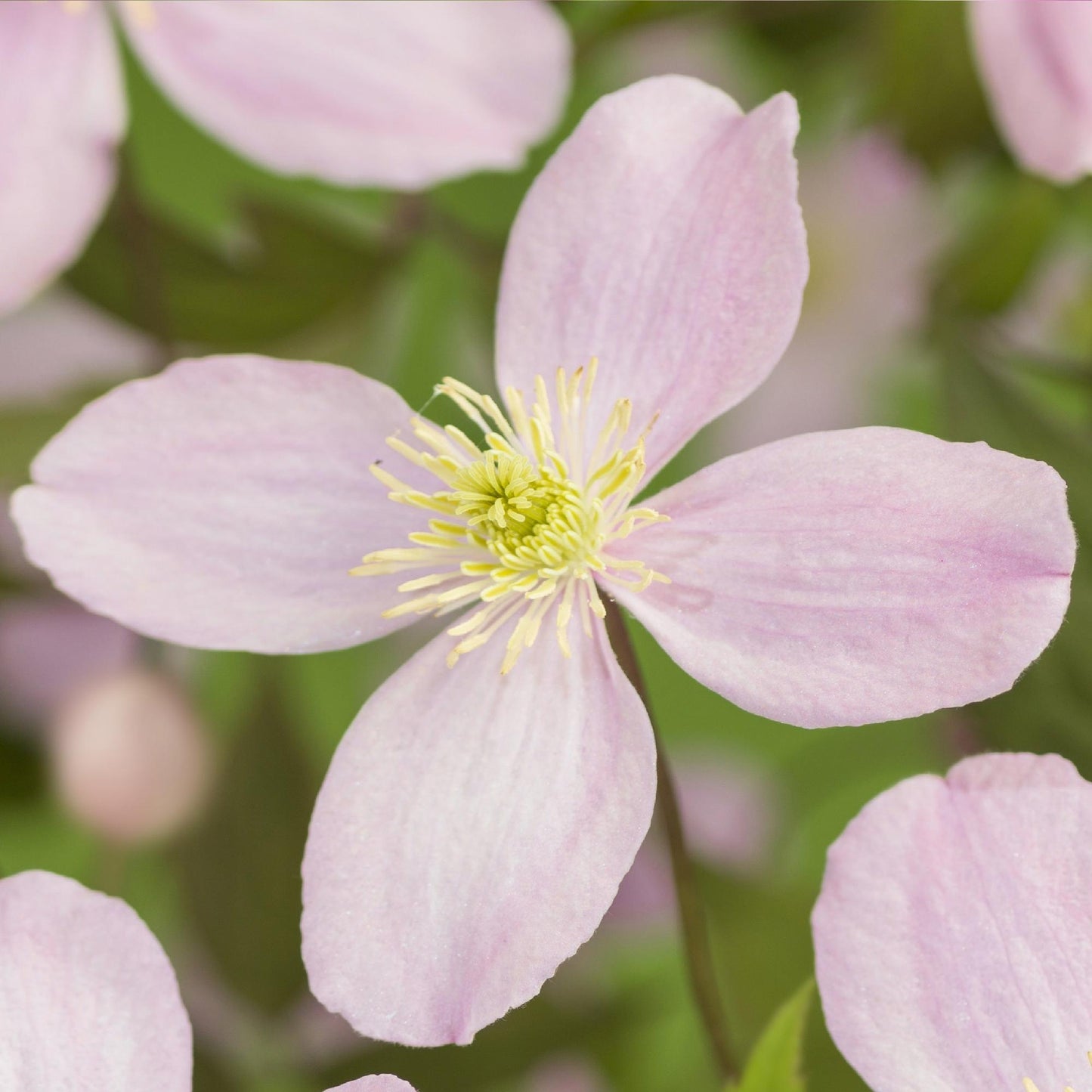 Green boutiQ – Kletterpflanze – Clematis montana Rubens – Blüte rosa – Frühblühend – Pflegeleicht – 2 Pflanzen – Topf 11 cm, Höhe 40 cm