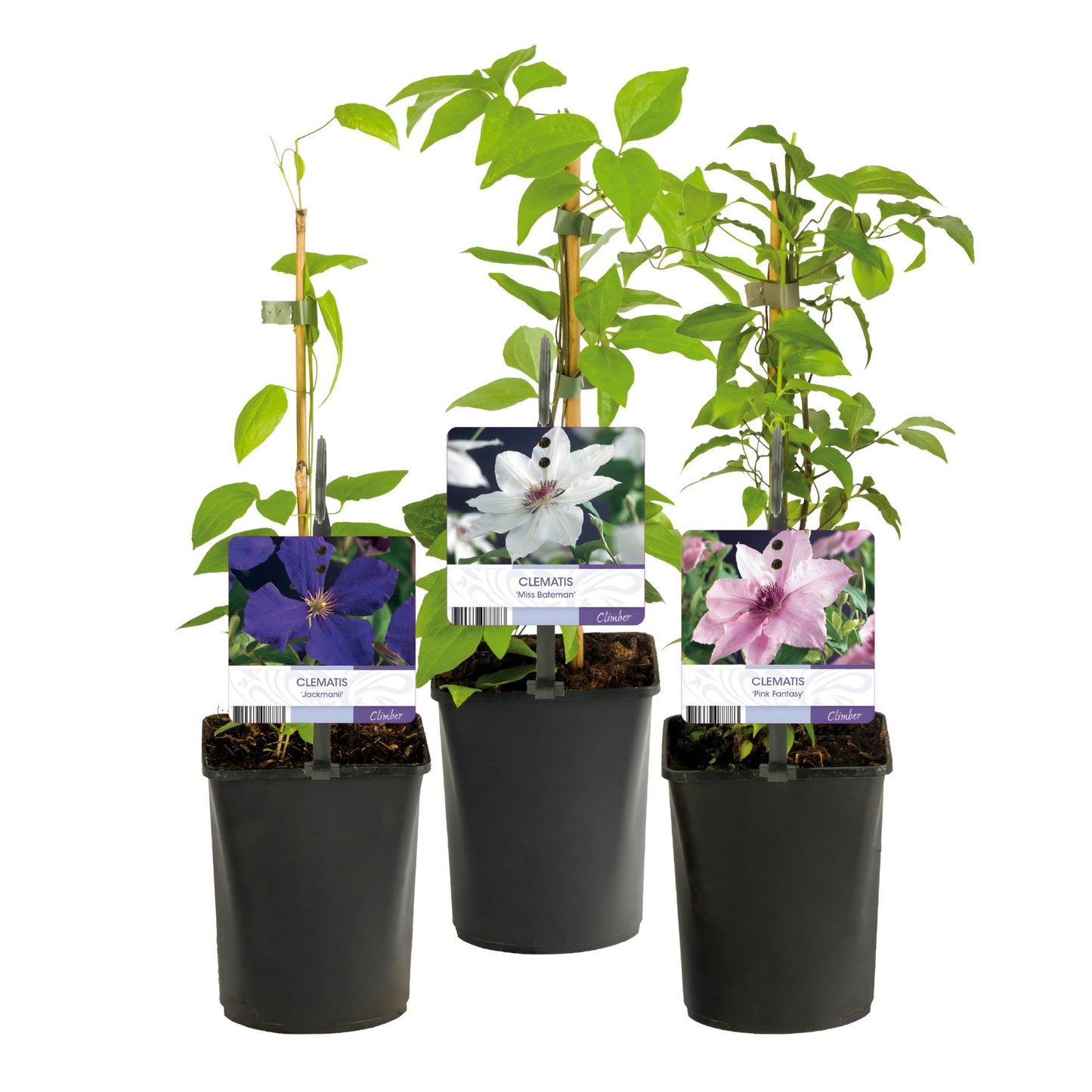 Green boutiQ – Kletterpflanze – Clematis Tricolore – Blüte Rosa Weiß Lila – Pflegeleicht – 3 Pflanzen – Topf 11 cm, Höhe 40 cm