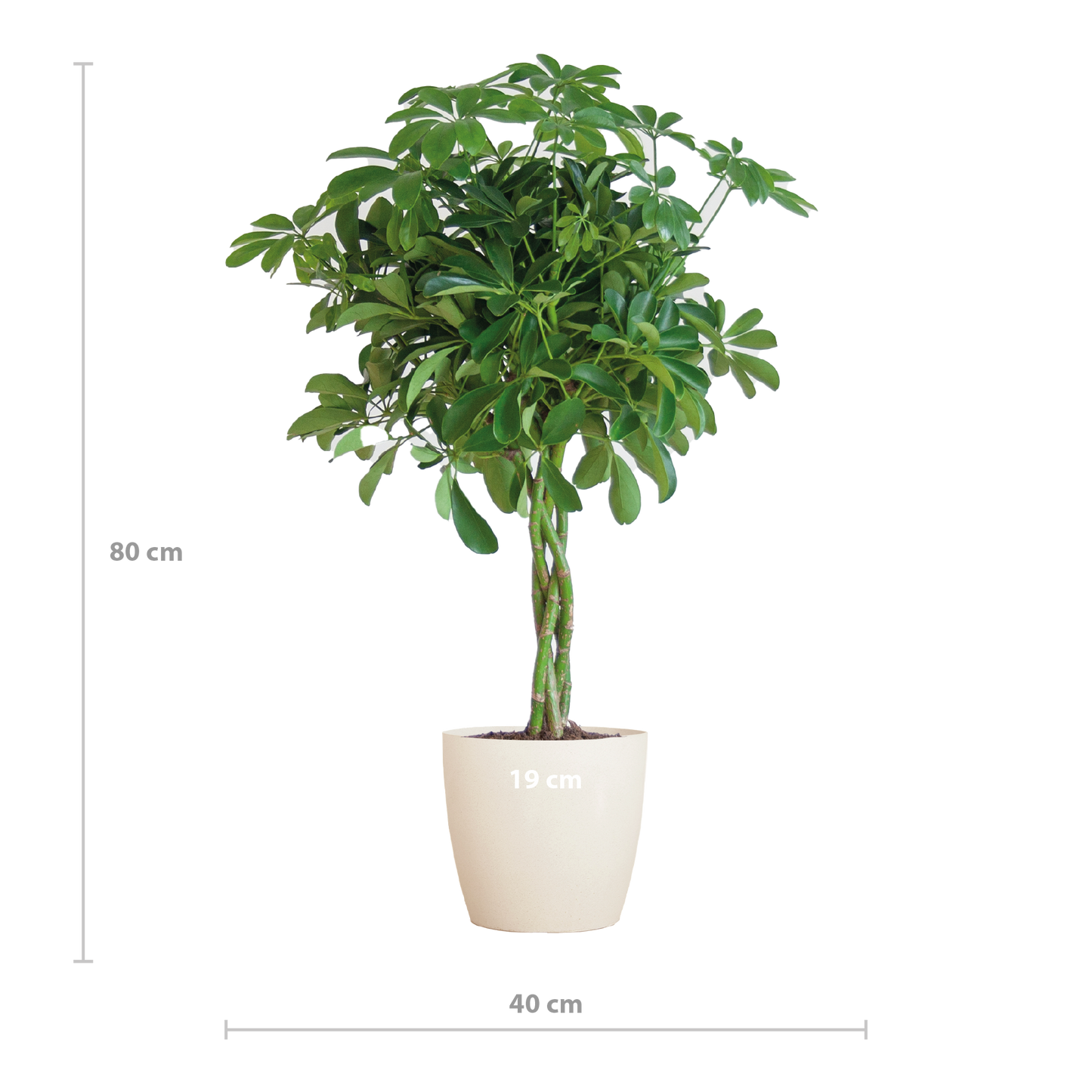 Schefflera Arab Nora mit Viber weiß - 70cm - Ø21