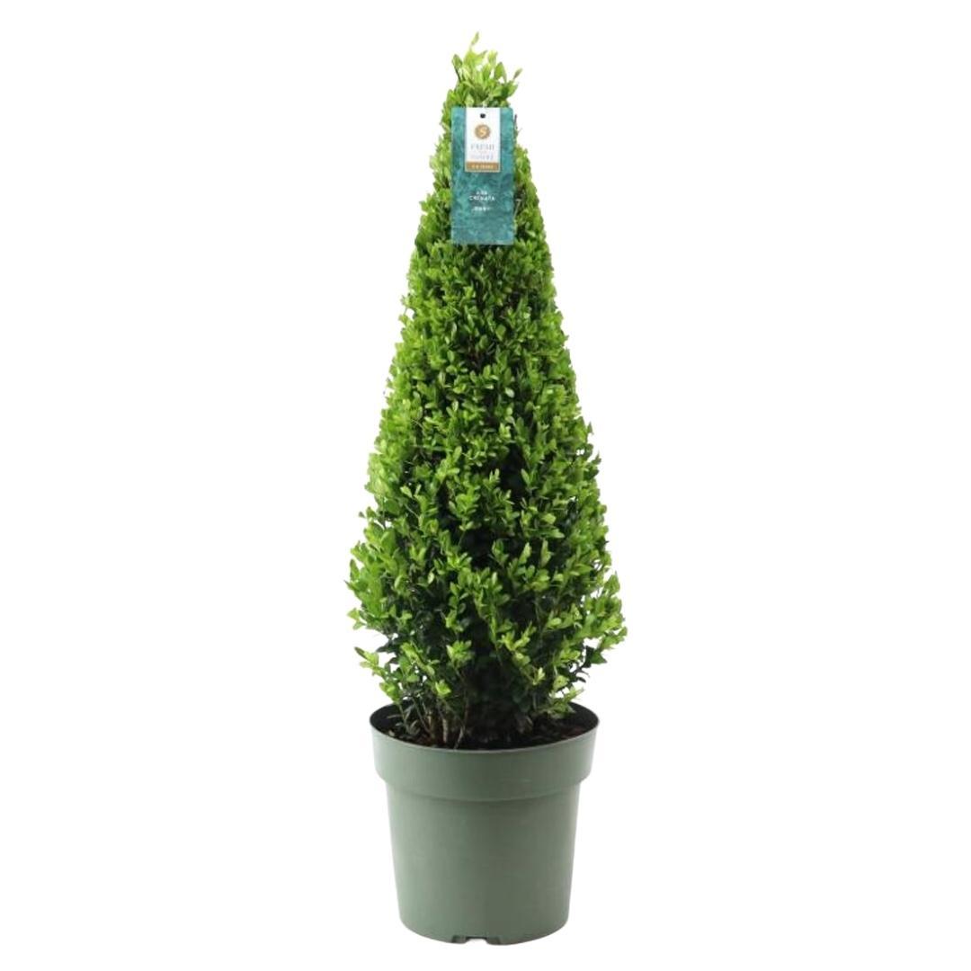 1x Ilex-Pyramide 55 cm hoch | Ø 21 cm