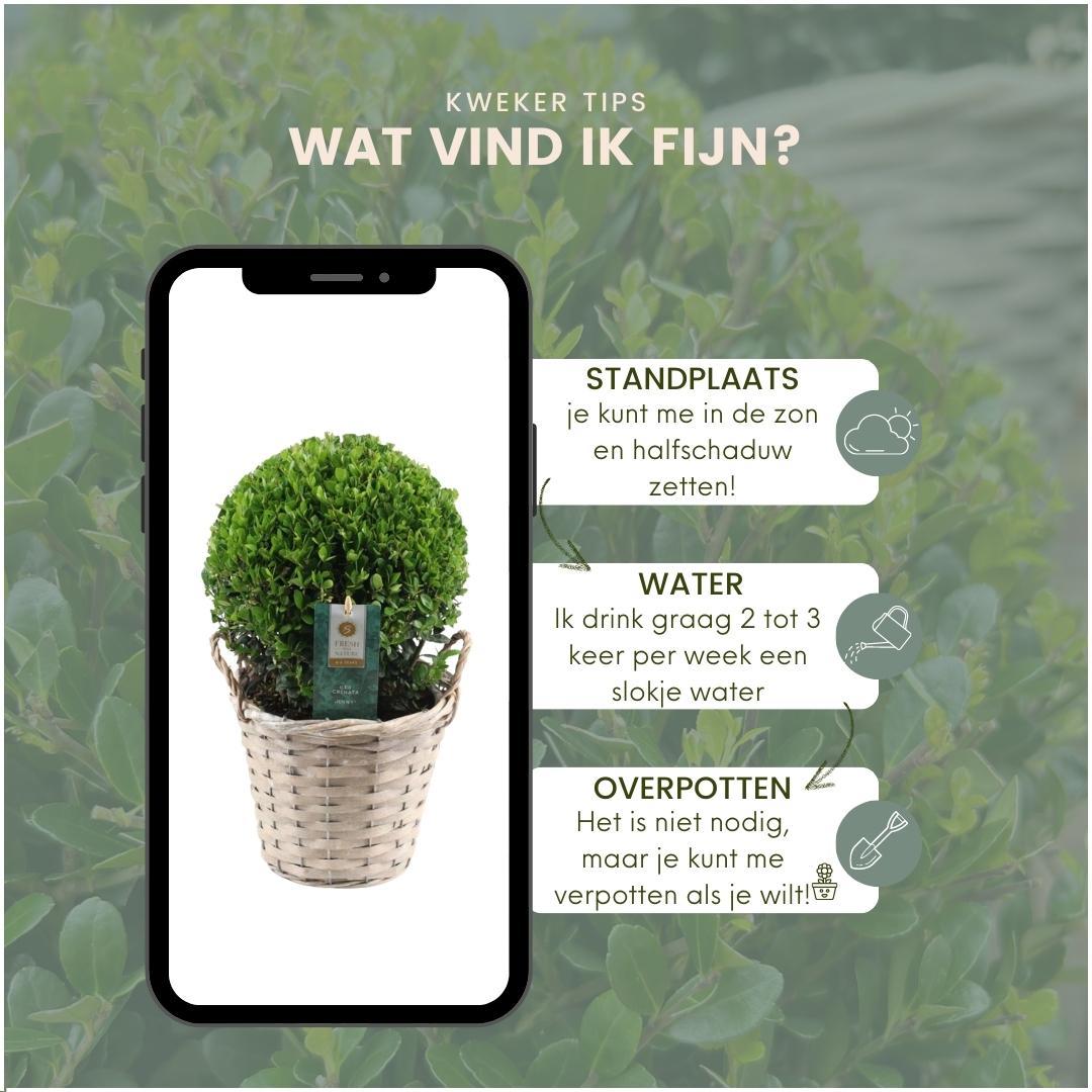 2x Ilex crenata 'Jenny' Zwiebel im Weidenkorb | 2er-Set | 20 cm Durchmesser