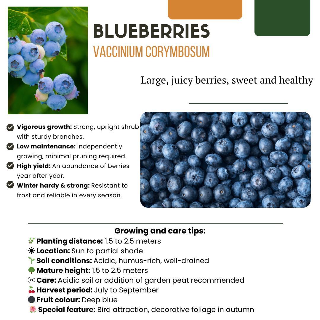 „Sommerfrüchte“ BIO Obstpflanzen-Mix-Set aus 4 verschiedenen Sorten