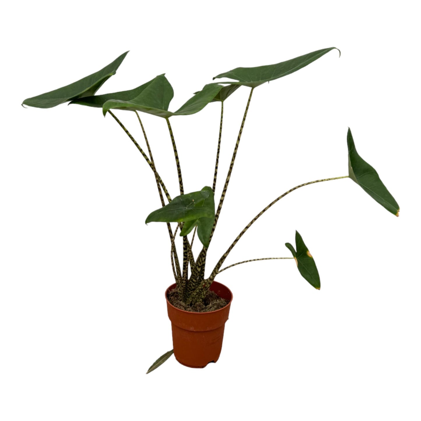 Alocasia Zebrina – 80 cm – Ø21 cm