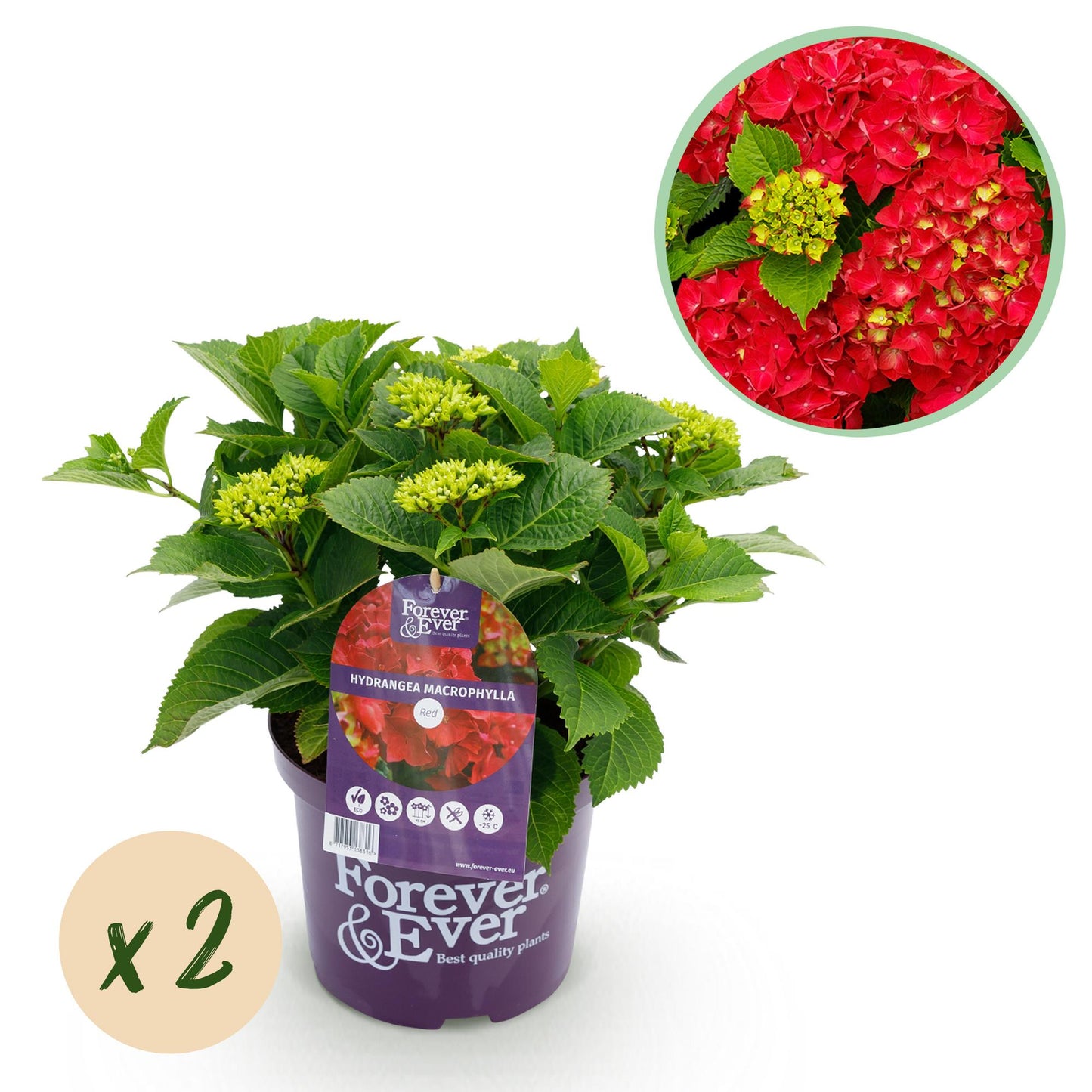 Green boutiQ – Terrassenpflanze – Hortensie – Hydrangea Forever & Ever – Rot – 7–12 Blüten – 2 Pflanzen – Topf 23 cm, Höhe 55 cm