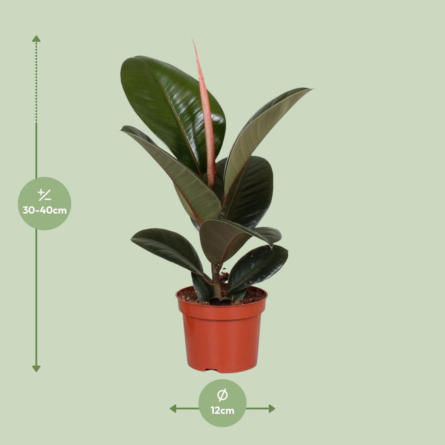 Ficus Elastica Robusta – Ø12cm – ↕35cm