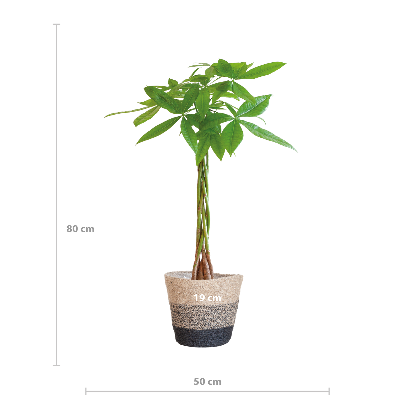Pachira Aquatica mit Korb Lissabon schwarz - 80cm - Ø21