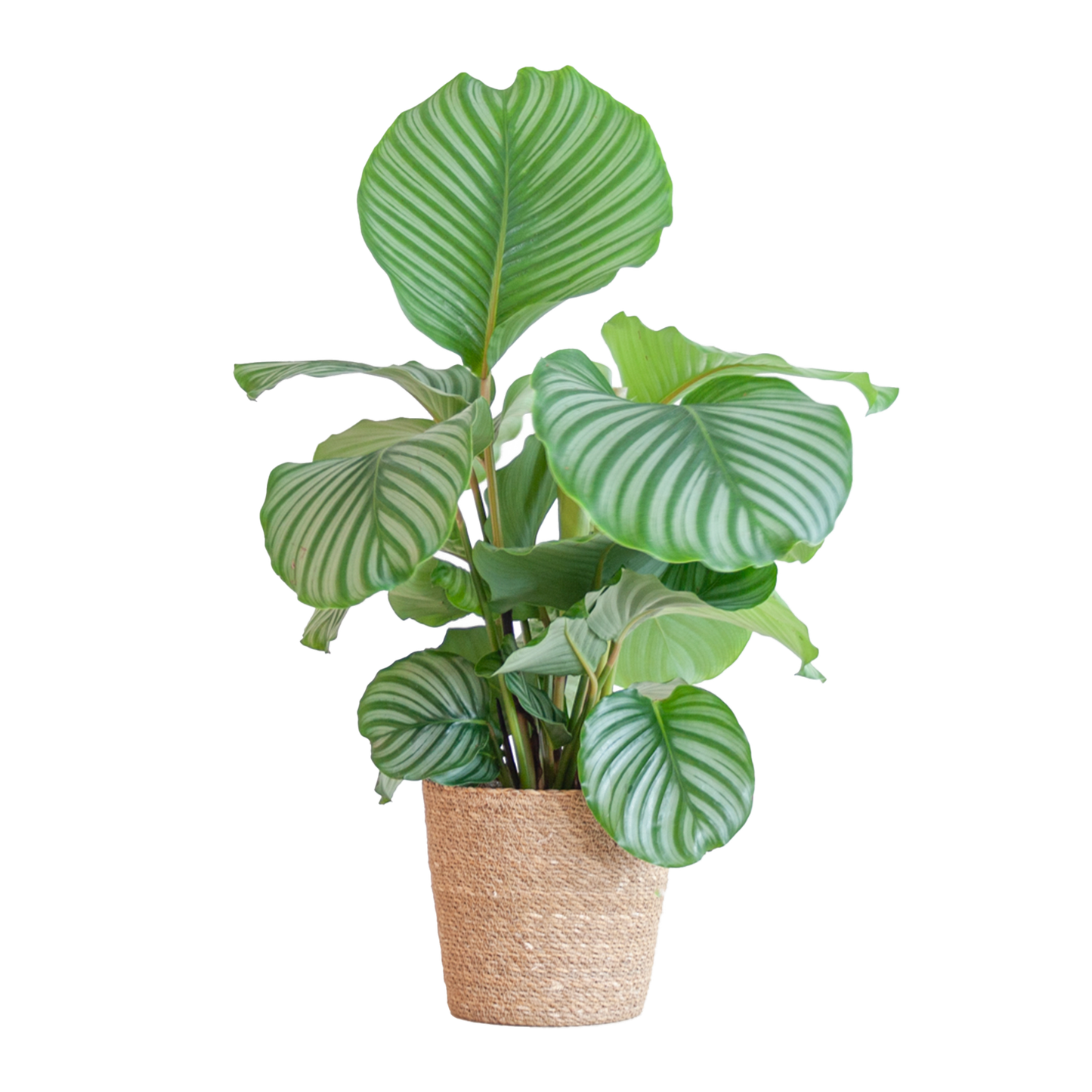 Calathea Orbifolia mit Sofia-Korb natürlich - 65cm - Ø21