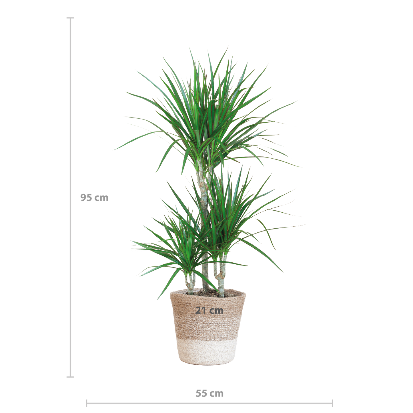Dracaena Marginata mit Lissabon-Korb weiß - 95cm - Ø21