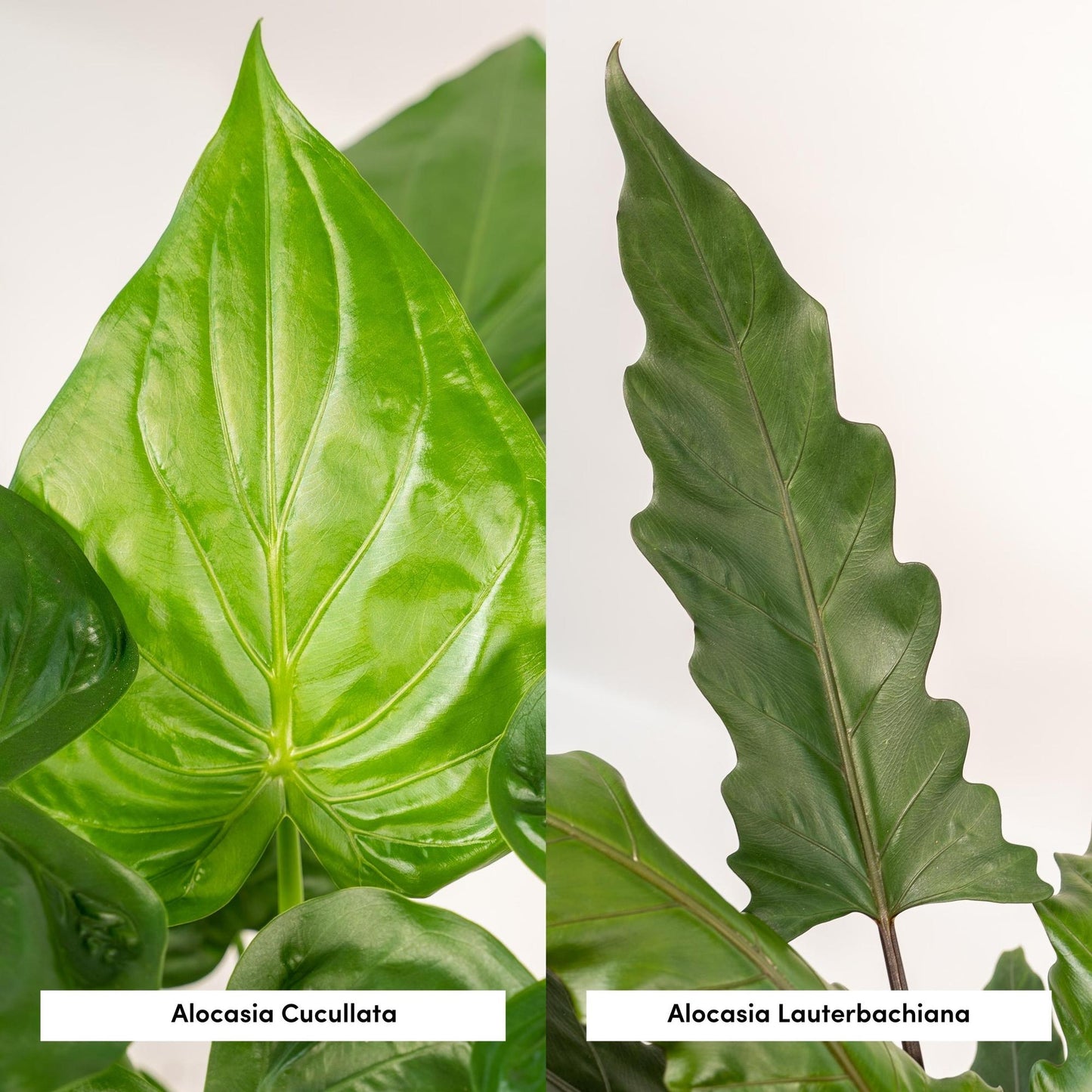 Alocasia Cucullata - Ø19cm - ↕60cm + Alocasia Lauterbachiana - Ø19cm - ↕75cm + Korb Selin