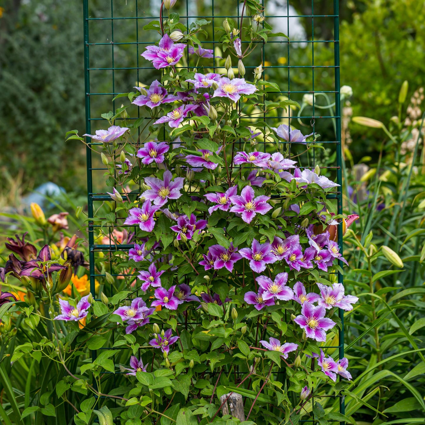 Green boutiQ – Kletterpflanze – Clematis Piilu – Rosa Blüte – Pflegeleicht – 2 Pflanzen – Topf 11 cm, Höhe 40 cm