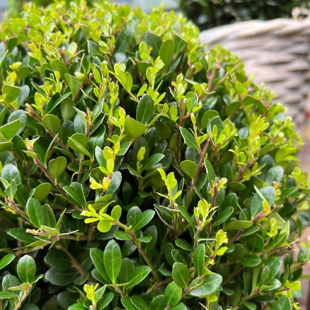2x Ilex crenata 'Jenny' Kugel im Holztopf | 2er-Set | 20 cm Ø Durchmesser