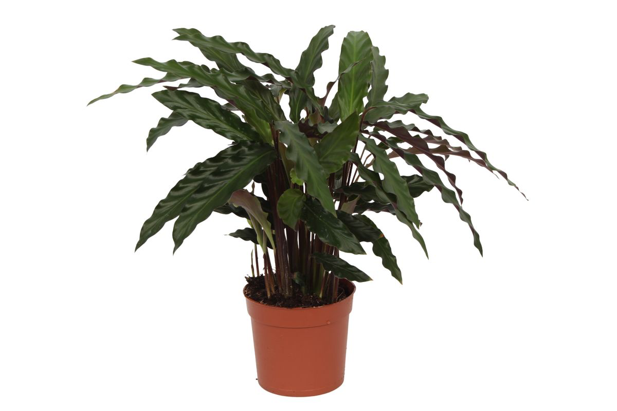 Calathea Elgergras - 35 cm - Ø12cm