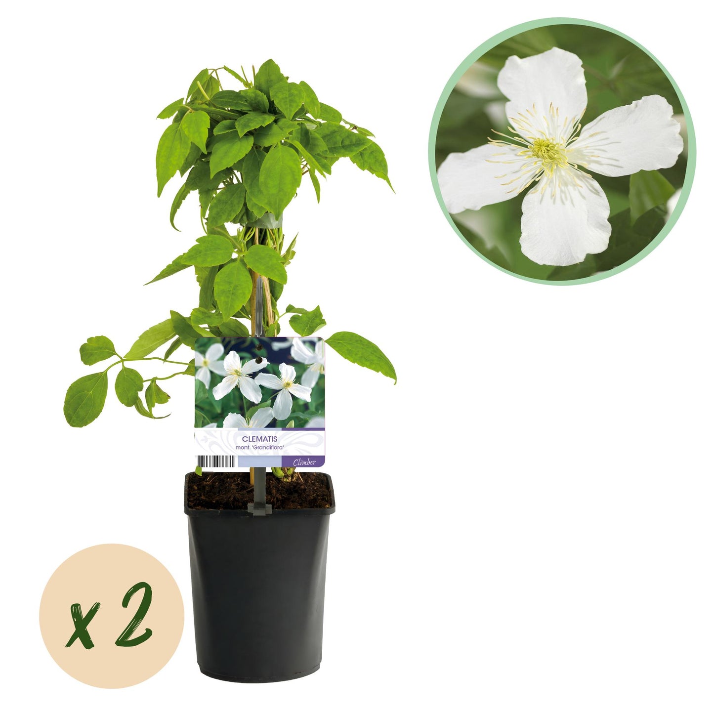 Green boutiQ – Kletterpflanze – Clematis montana Grandiflora – Weiße Blüte – Frühe Blüte – Geringer Pflegeaufwand – 2 Pflanzen – Topf 11 cm, Höhe 40 cm