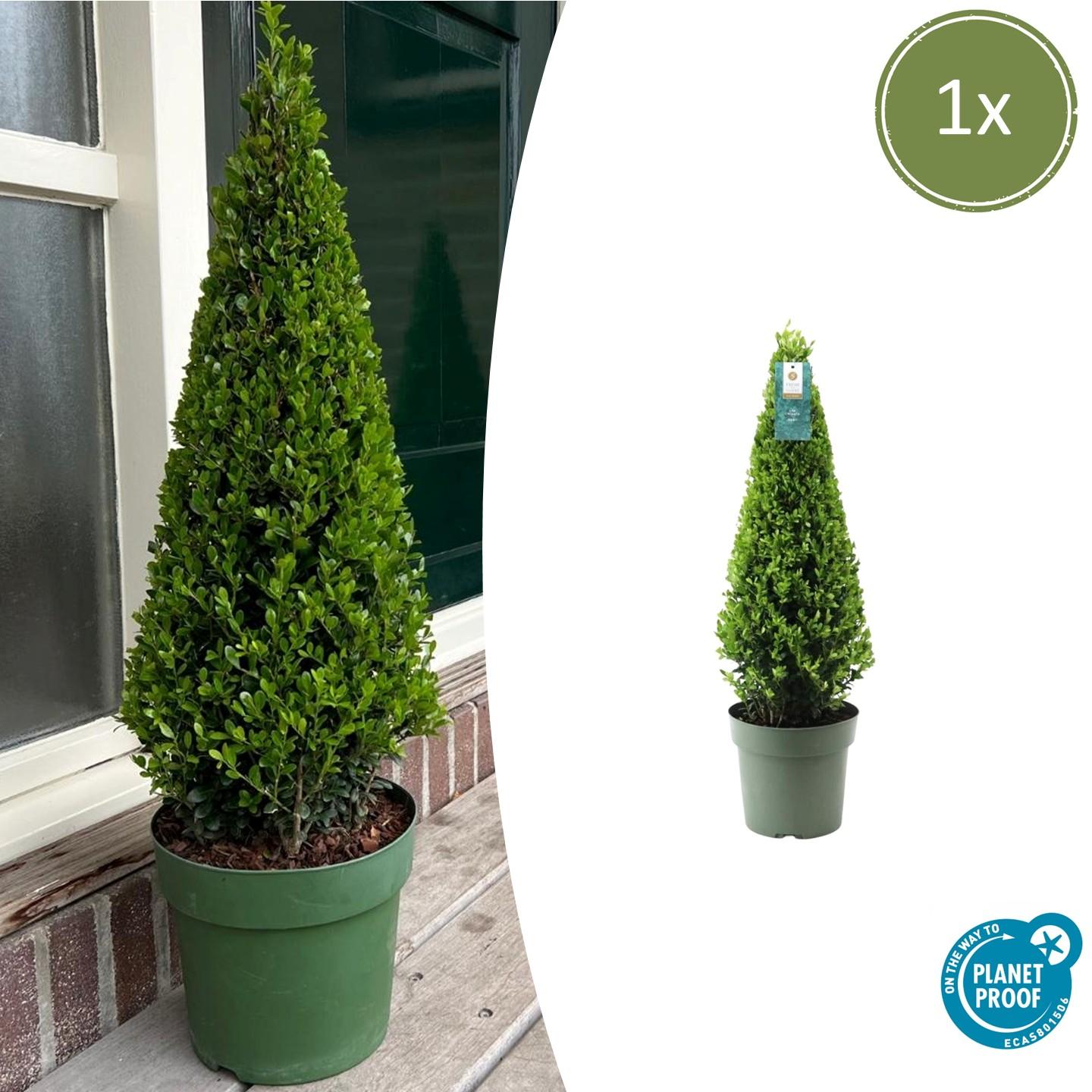 1x Ilex-Pyramide 55 cm hoch | Ø 21 cm