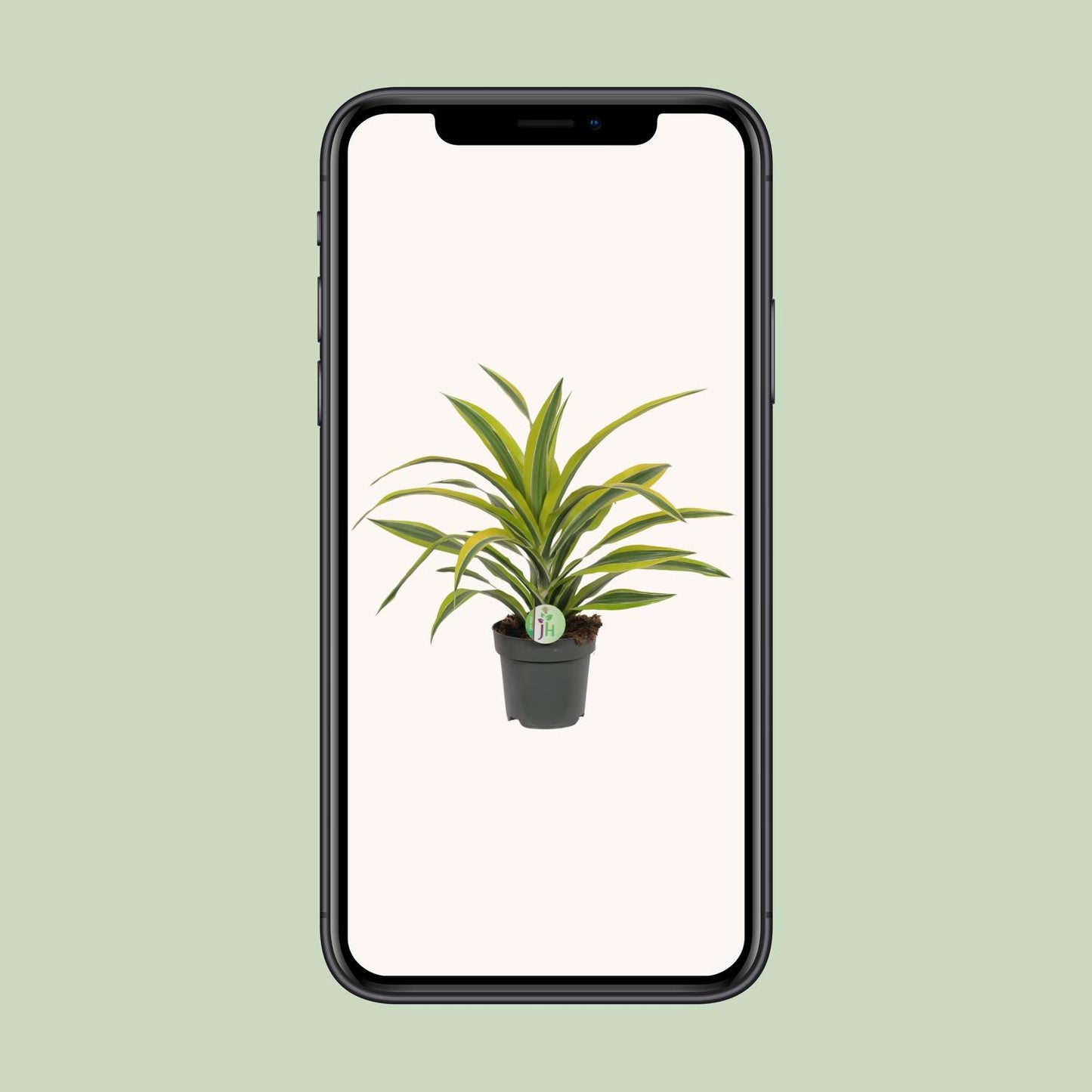 Dracaena Fragrans Zitronenlimette - Ø17cm - ↕40cm