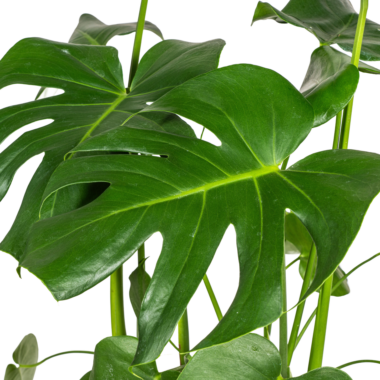 Monstera Deliciosa Tauerii met mand Ø21cm - ↕70 - 90cm
