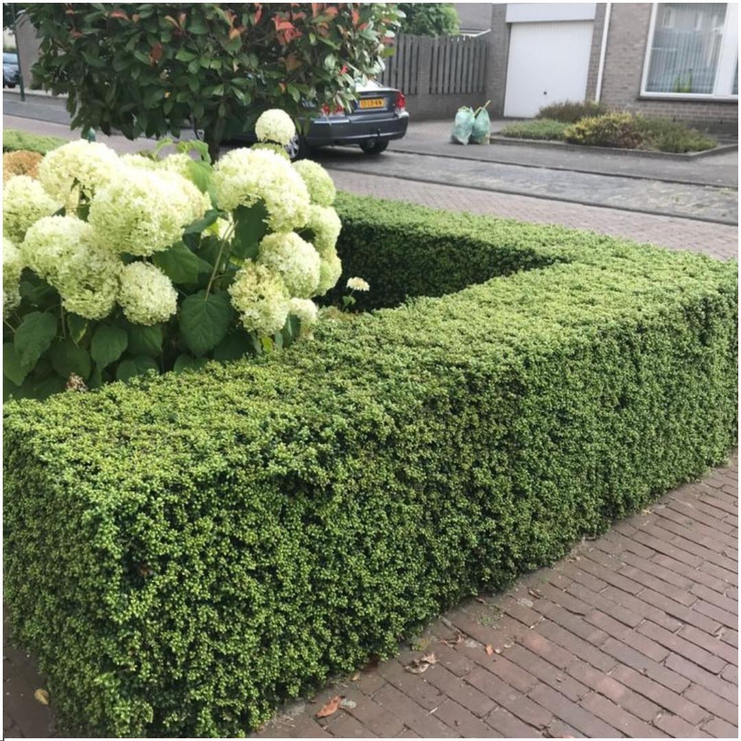 Pflanzen von Frank - 1 Meter Stechpalmenhecke - Ilex crenata 'Jenny'® - 6er Set winterharte Heckenpflanzen - Immergrüne Hecke - Frisch aus der Gärtnerei geliefert
