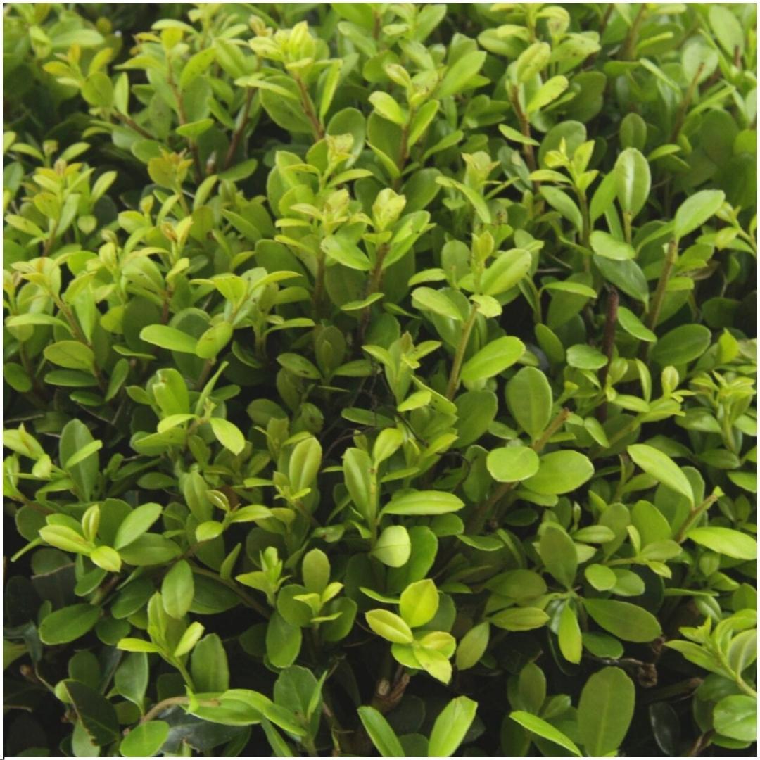 2 x 6er-Packung Ilex crenata 'Jenny' - Ø7 cm - ↕15 cm