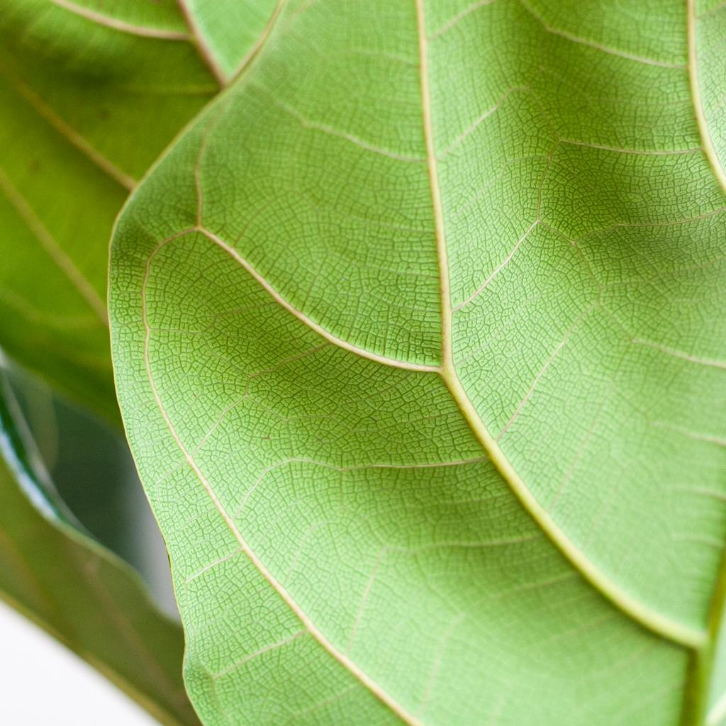 Ficus Lyrata mit Viber-Topf grau - 80cm - Ø21