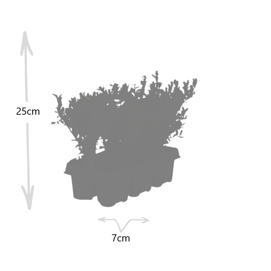 12 x 6er-Packung Ilex crenata 'Jenny' - Ø7 cm - ↕15 cm