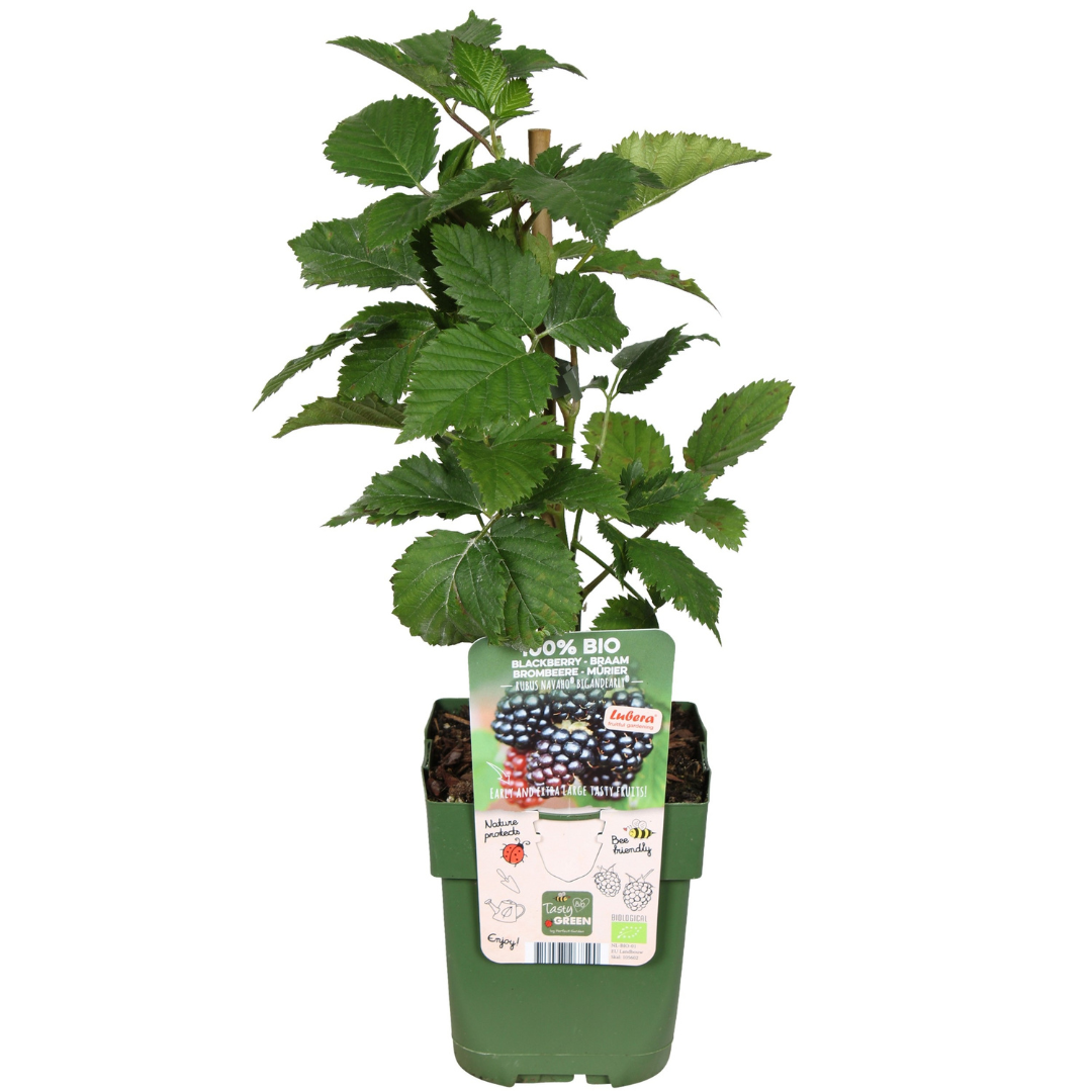 3 x Bio Brombeerpflanzen - Ø 13 cm - ↨ 20 cm