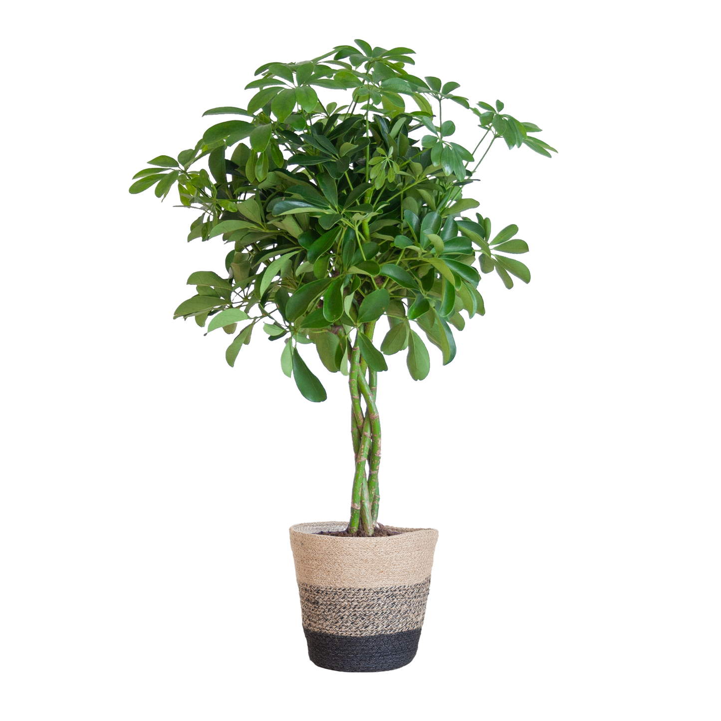 Schefflera Arab Nora mit Korb Lissabon schwarz - 70cm - Ø21