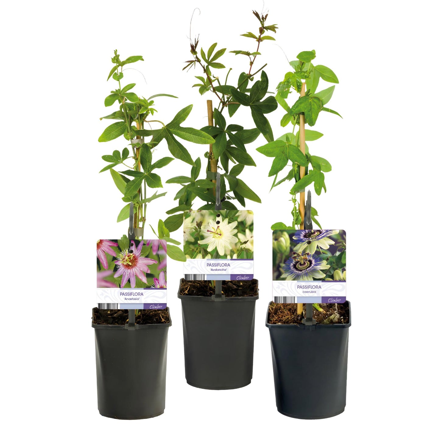 Green boutiQ – Passionsblume – Passiflora Tricolore – Blüte rosa weiß lila – pflegeleicht – 3 Pflanzen – Topf 11 cm, Höhe 40 cm