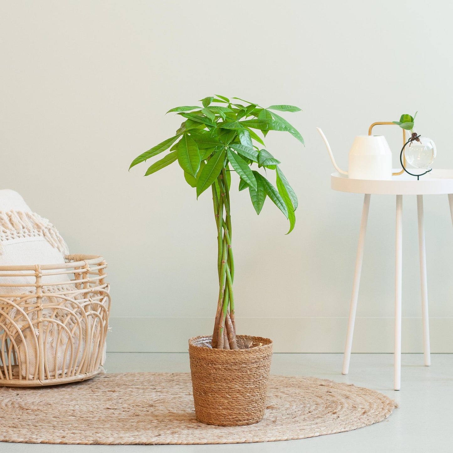 Pachira Aquatica mit Sofia-Korb natur - 80cm - Ø21