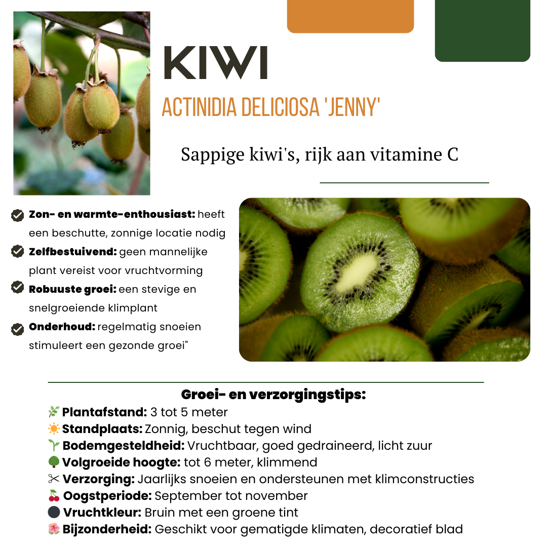 „Sommerfrüchte“ BIO Obstpflanzen-Mix-Set aus 4 verschiedenen Sorten