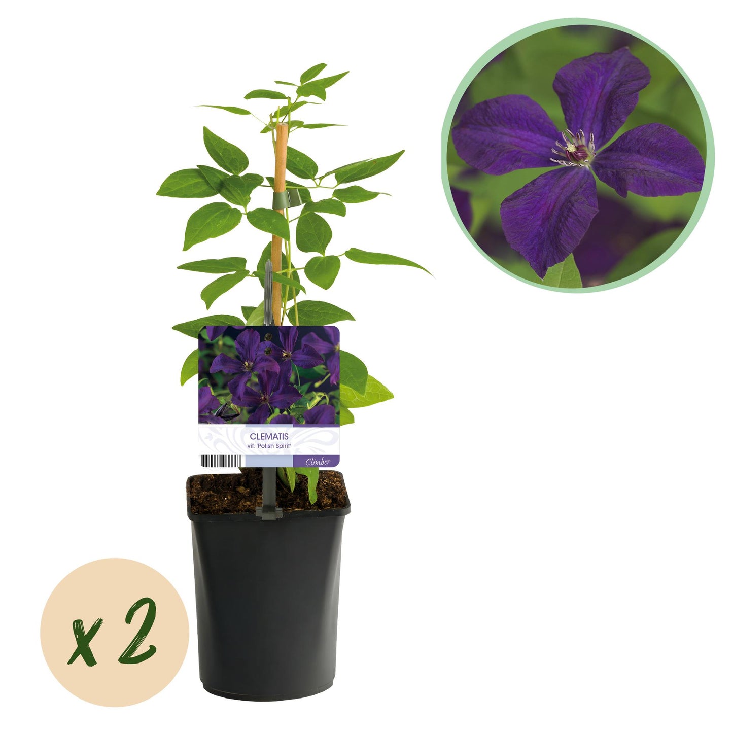 Green boutiQ – Kletterpflanze – Clematis vit. Polish Spirit – Rosa Blüte – Pflegeleicht – 2 Pflanzen – Topf 11 cm, Höhe 40 cm