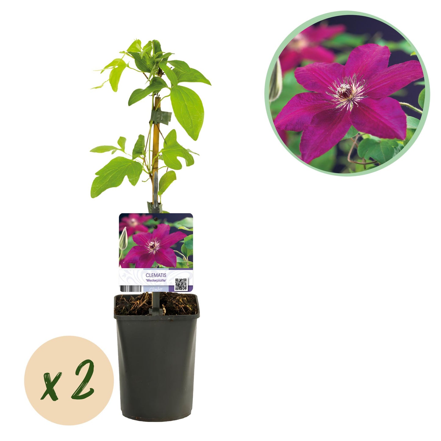 Green boutiQ – Kletterpflanze – Clematis Westerplatte – Rote Blüte – Pflegeleicht – 2 Pflanzen – Topf 11 cm, Höhe 40 cm