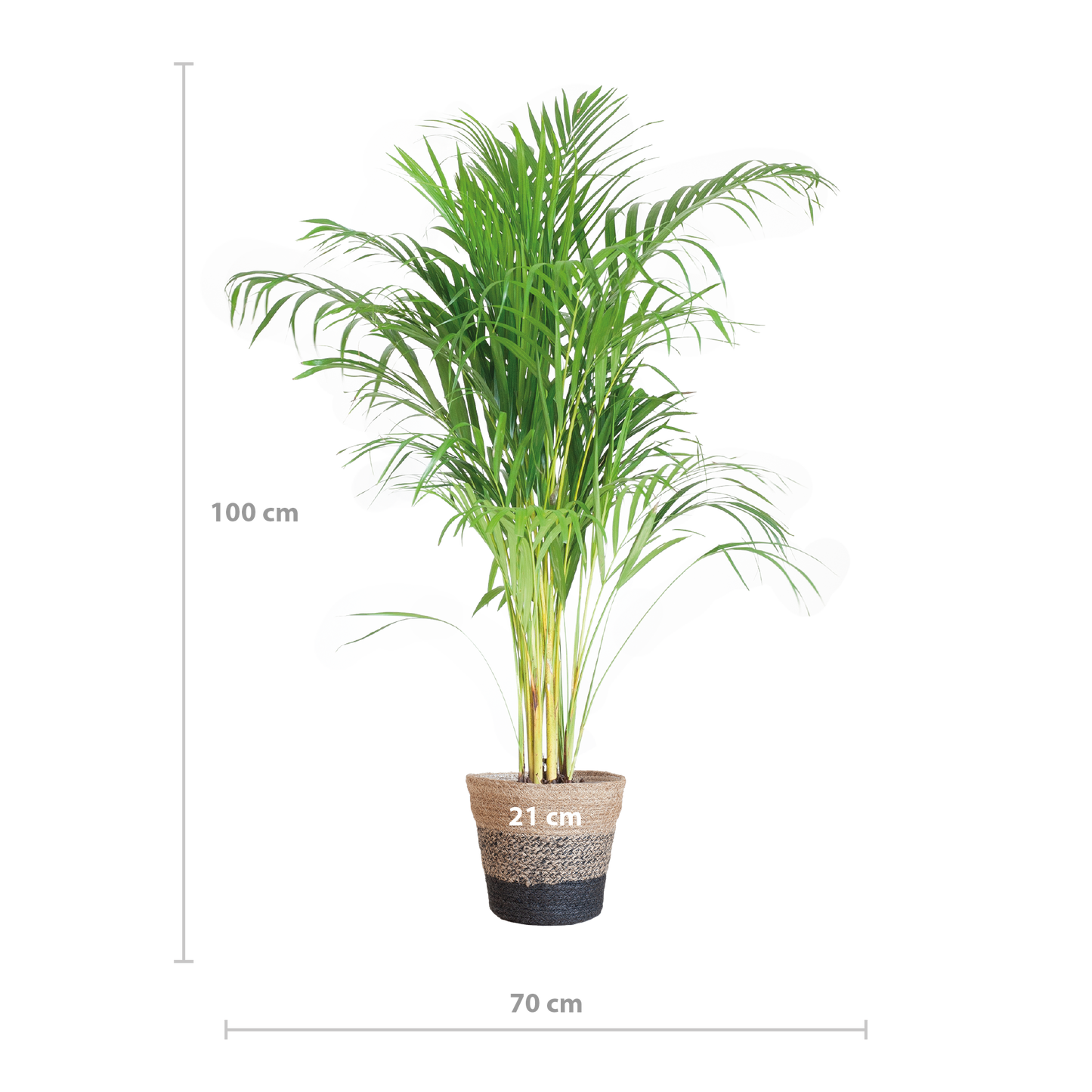 Areca Palm (Dypsis) met Lissabon mand zwart - 100cm - Ø21