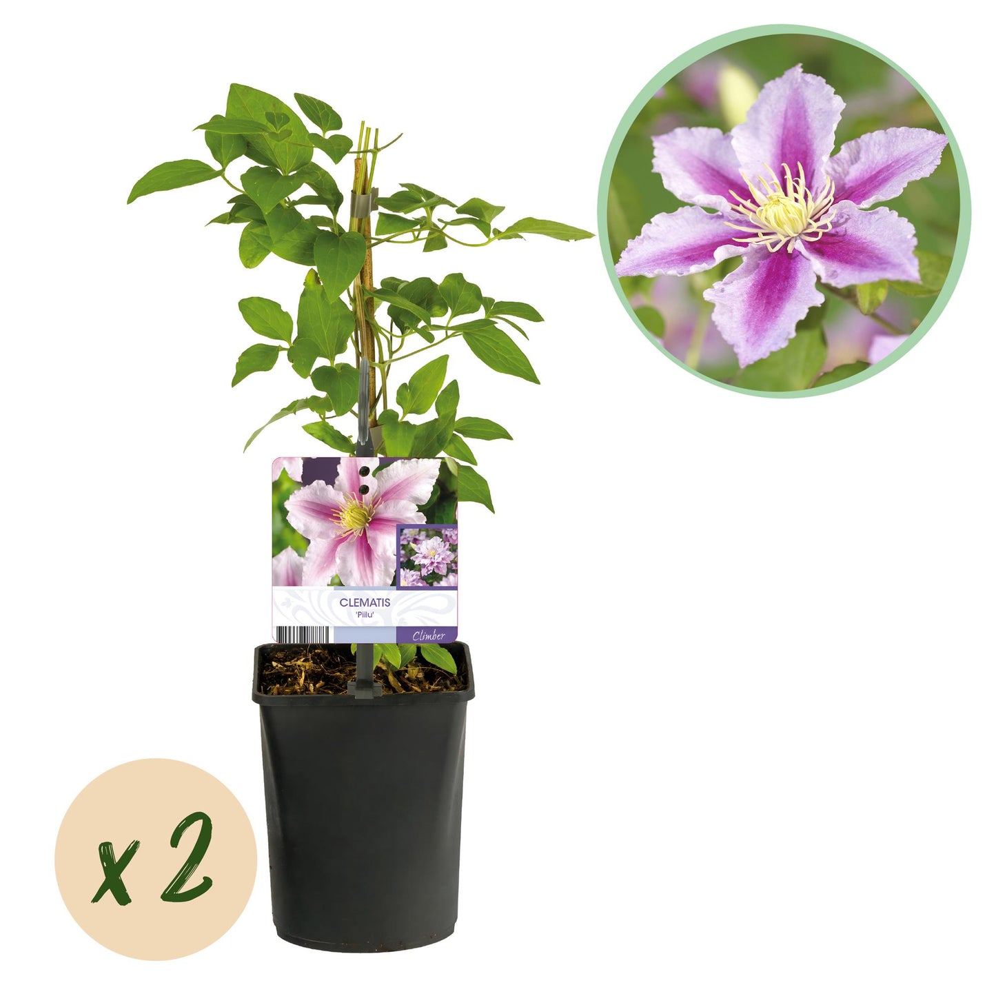 Green boutiQ – Kletterpflanze – Clematis Piilu – Rosa Blüte – Pflegeleicht – 2 Pflanzen – Topf 11 cm, Höhe 40 cm