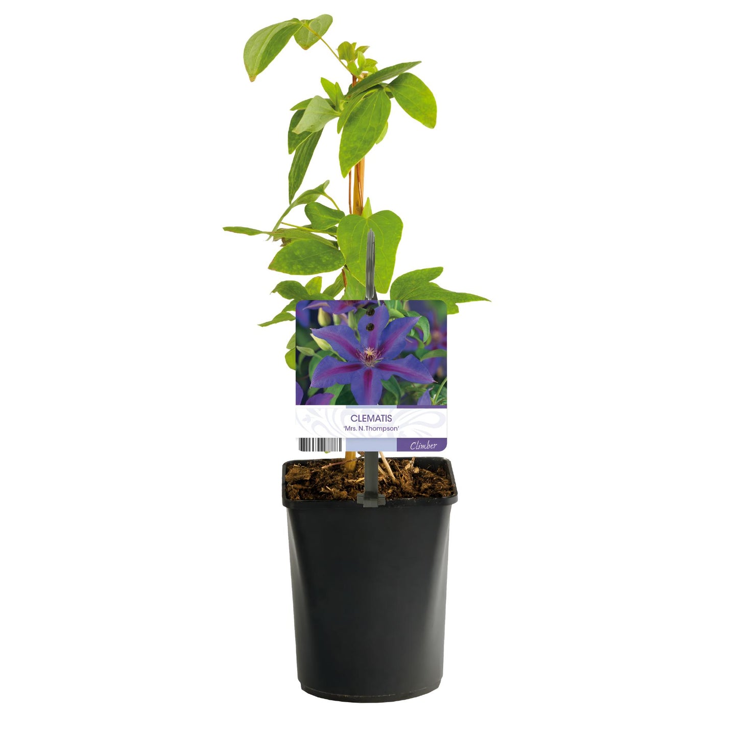 Green boutiQ – Kletterpflanze – Clematis Mrs. N. Thompson – Blüte rosa – pflegeleicht – 2 Pflanzen – Topf 11 cm, Höhe 40 cm