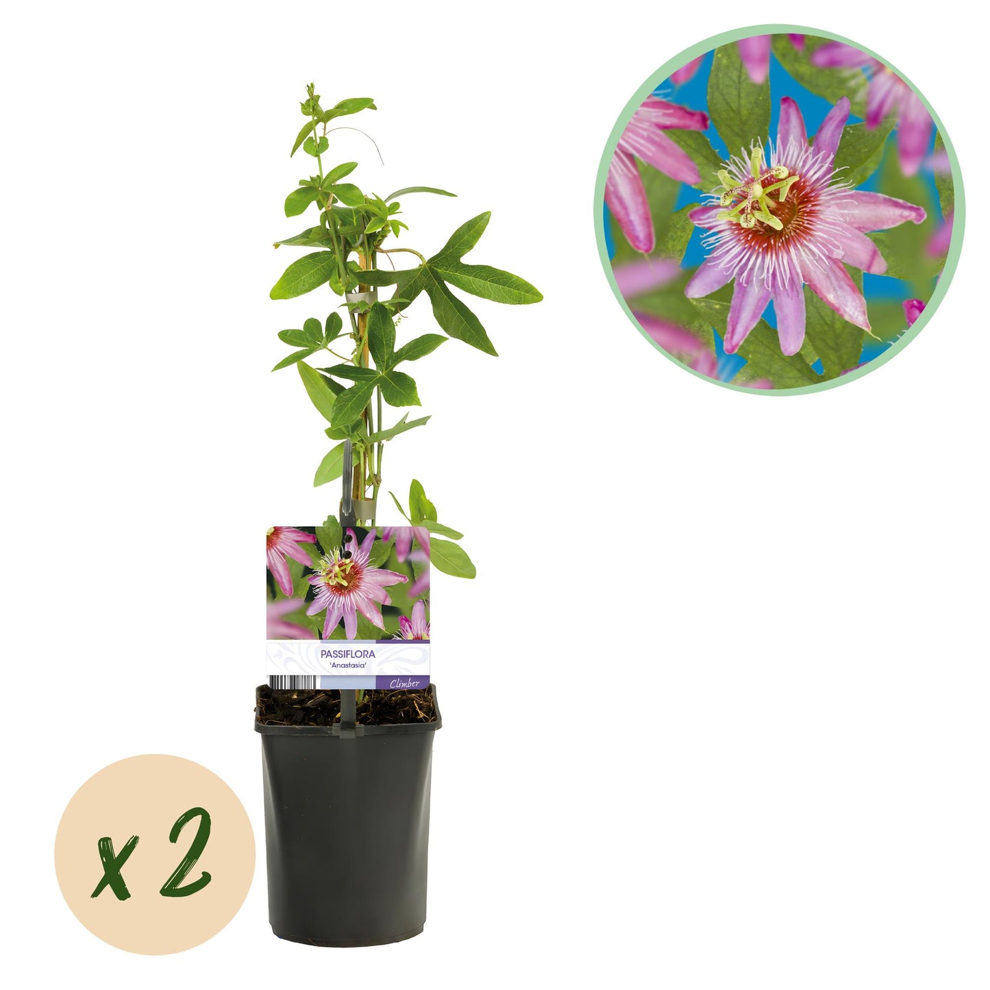 Green boutiQ – Passionsblume – Passiflora Anastasia – Blüte rosa – pflegeleicht – 2 Pflanzen – Topf 11 cm, Höhe 40 cm