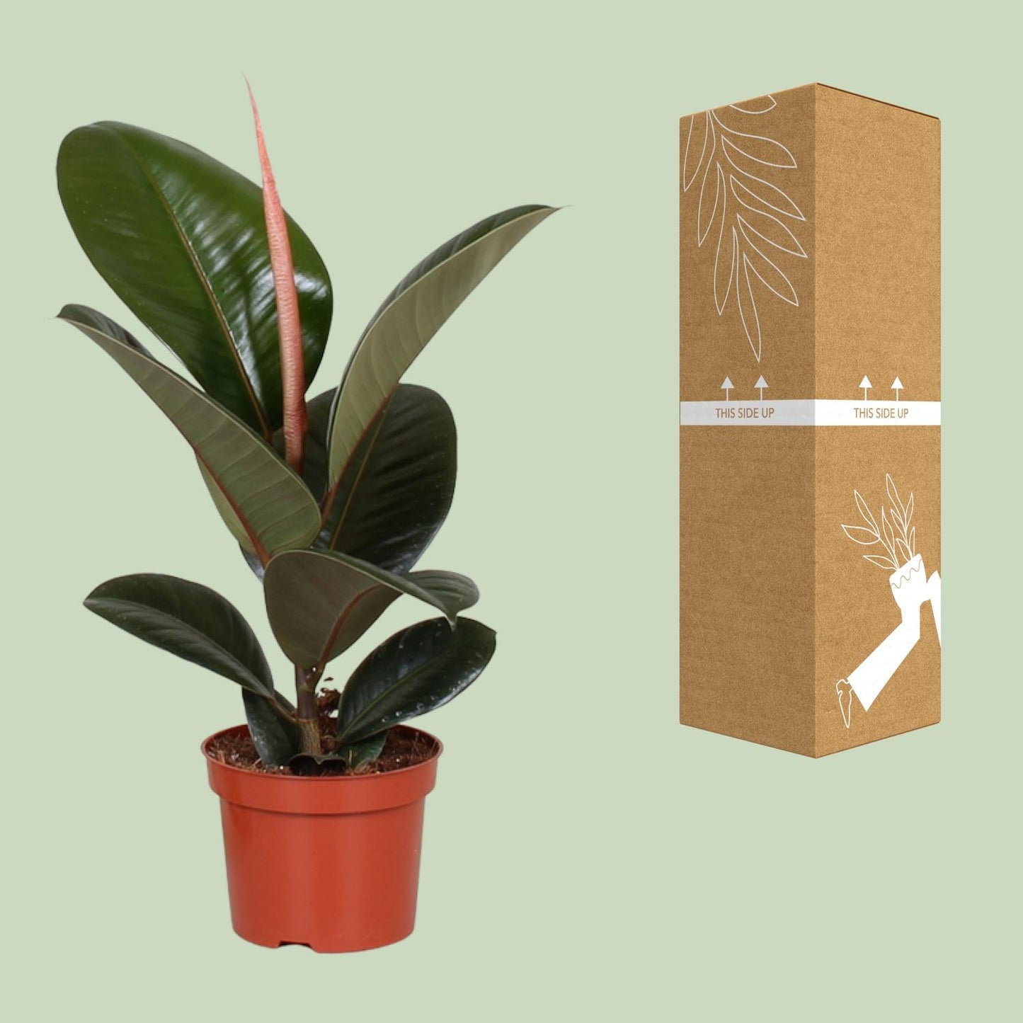 Ficus Elastica Robusta – Ø12cm – ↕35cm