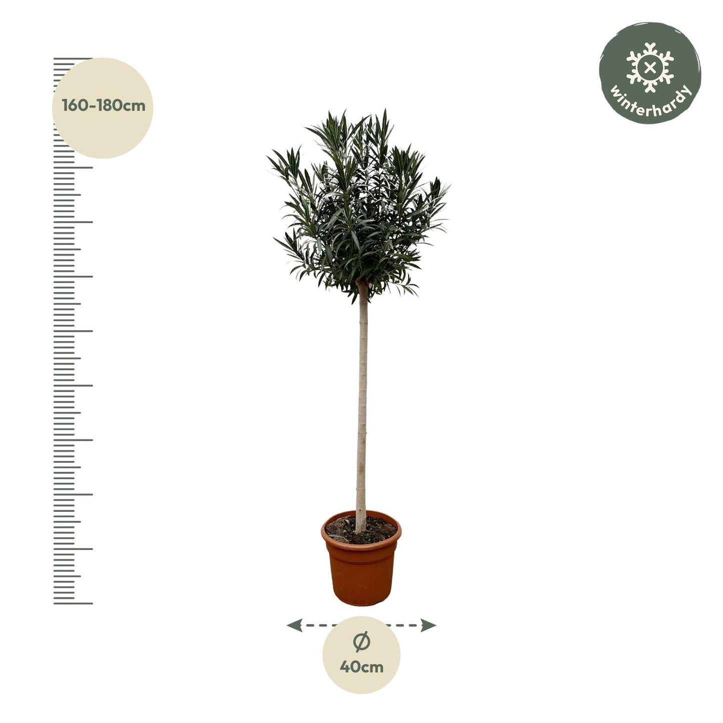Nerium Oleander auf Stiel mit roter Blüte - 170cm - Ø40
