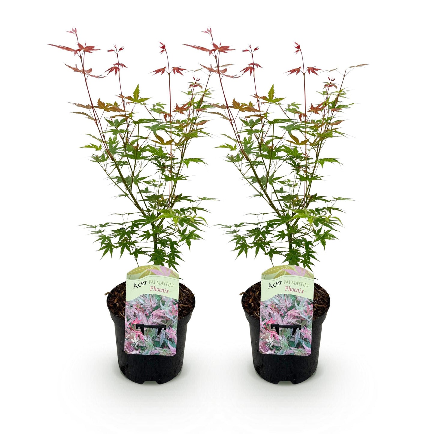 Green boutiQ – Terrassenpflanze – Japanischer Ahorn – Acer palmatum Phoenix – Rosa – 2 Pflanzen – Laubabwerfend – Topf 19 cm, Höhe 70 cm