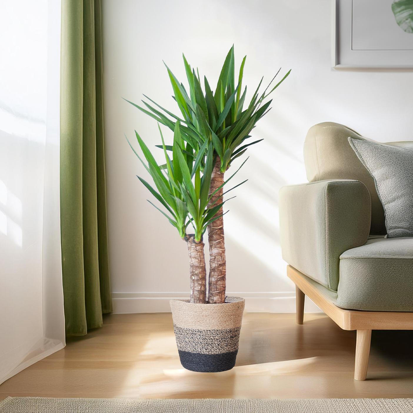 Yucca Elephantipes mit Korb Lisbon schwarz - 90cm - Ø21