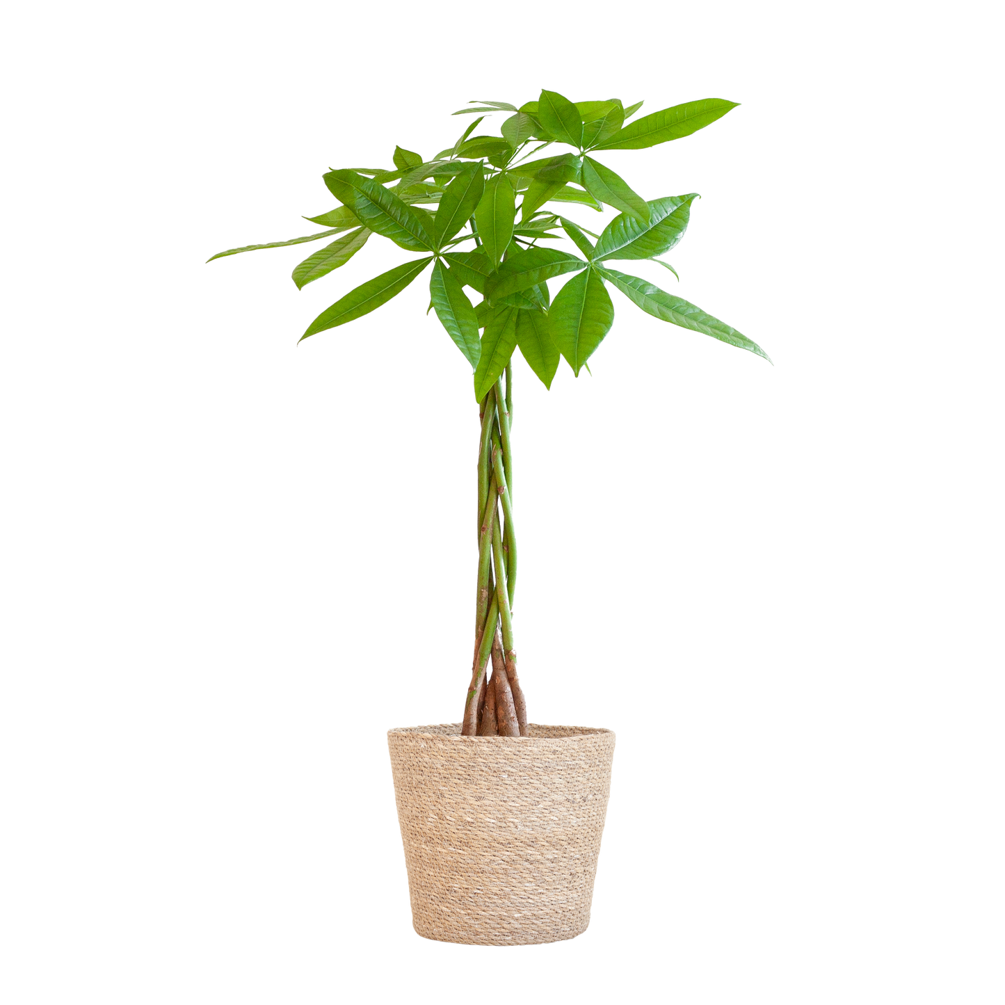 Pachira Aquatica mit Sofia-Korb natur - 80cm - Ø21