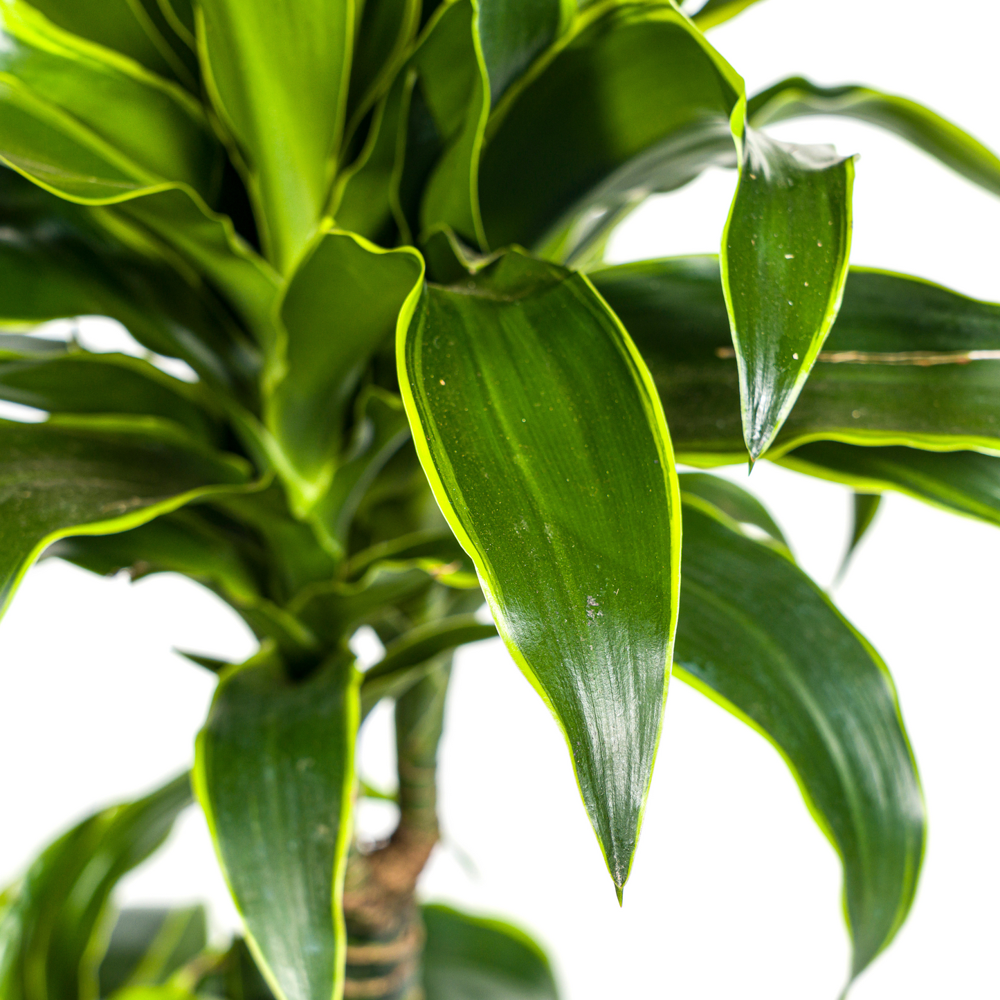 Dracaena Deremensis Dorado met mand Ø21cm - ↕100 - 120cm