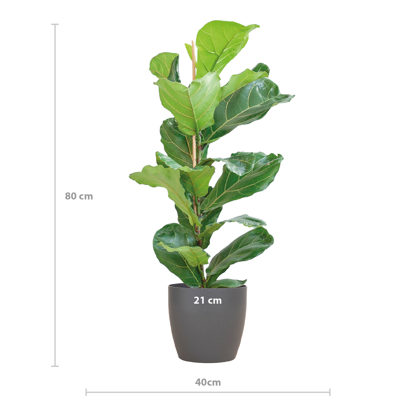 Ficus Lyrata mit Viber-Topf grau - 80cm - Ø21