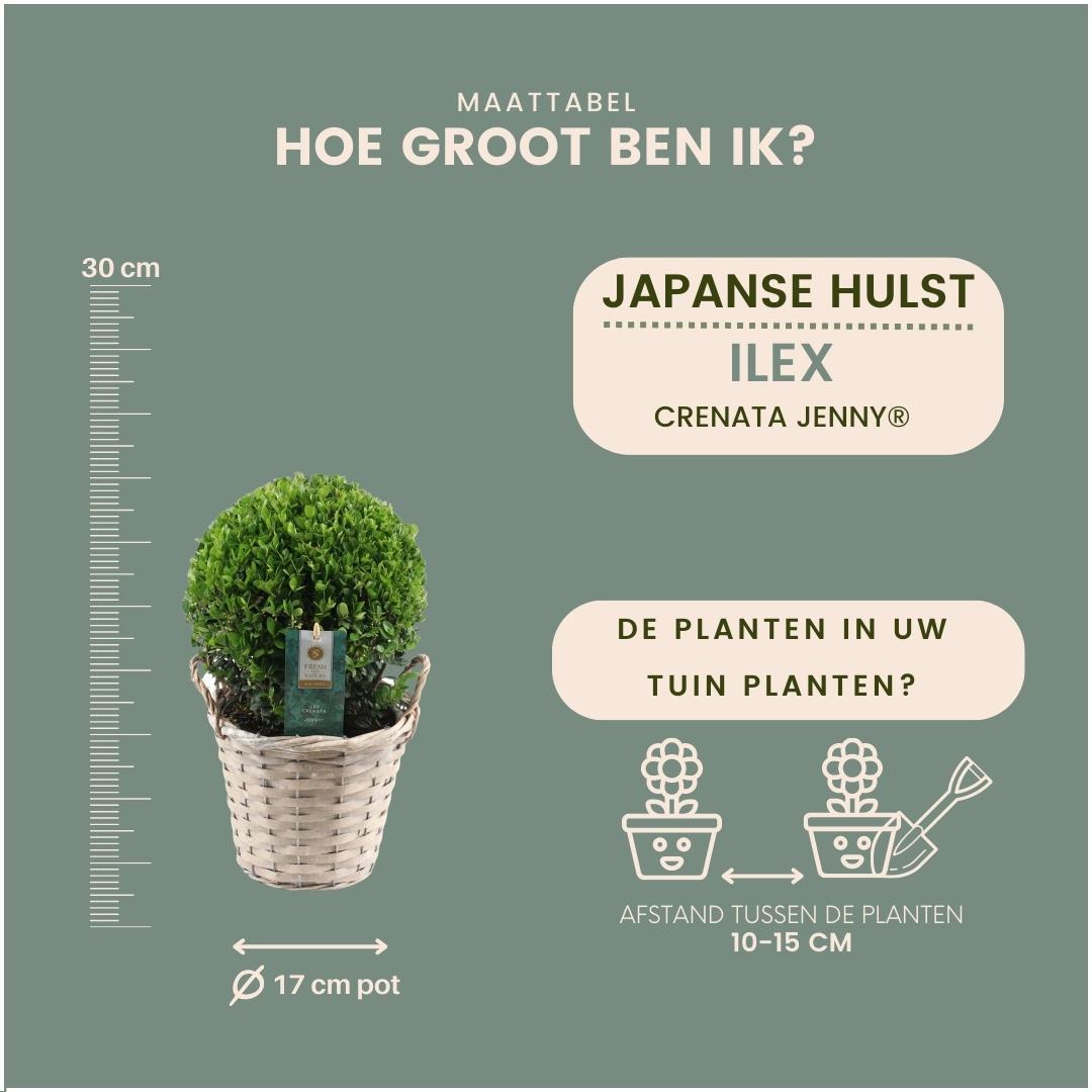 2x Ilex crenata 'Jenny' Zwiebel im Weidenkorb | 2er-Set | 20 cm Durchmesser