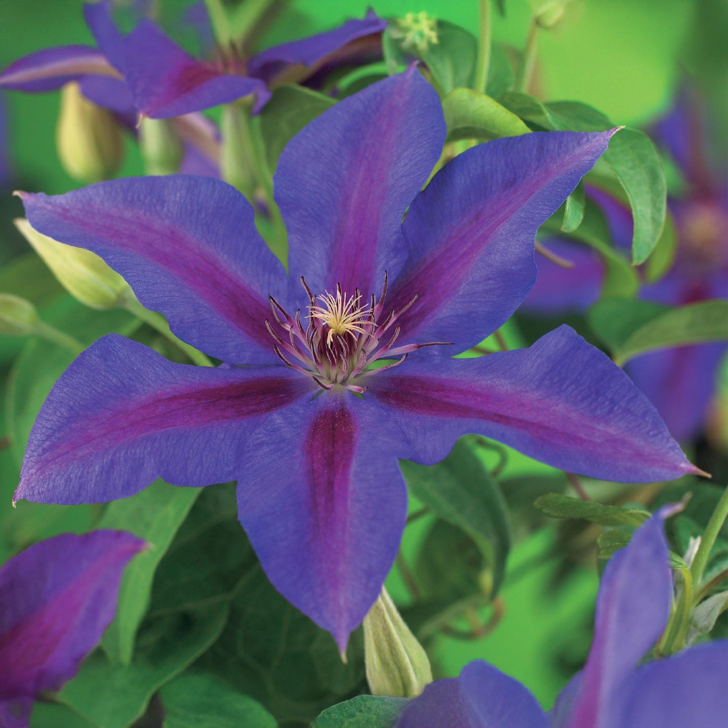Green boutiQ – Kletterpflanze – Clematis Mrs. N. Thompson – Blüte rosa – pflegeleicht – 2 Pflanzen – Topf 11 cm, Höhe 40 cm