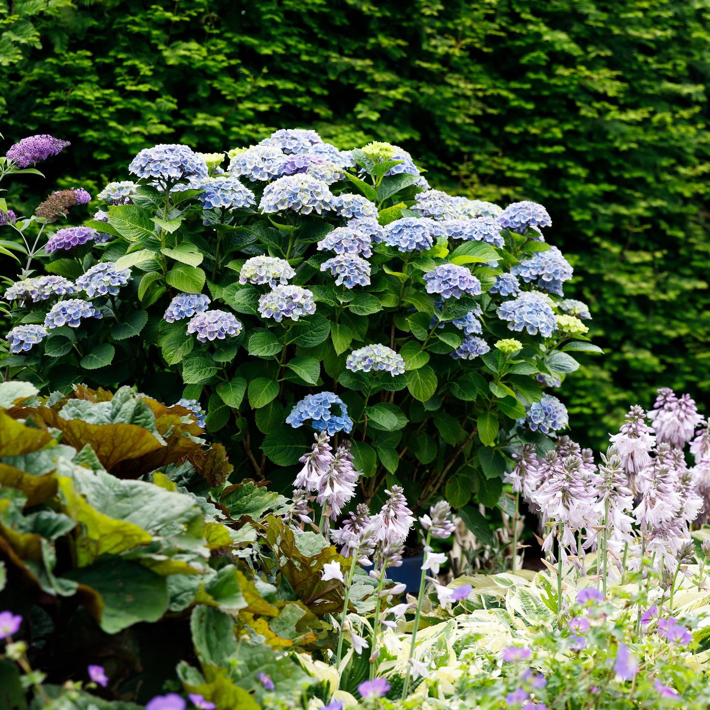 Green boutiQ – Terrassenpflanze – Hortensie – Hydrangea Magical Revolution Blue – Blau – 6–10 Blüten – 2 Pflanzen – Topf 23 cm, Höhe 55 cm