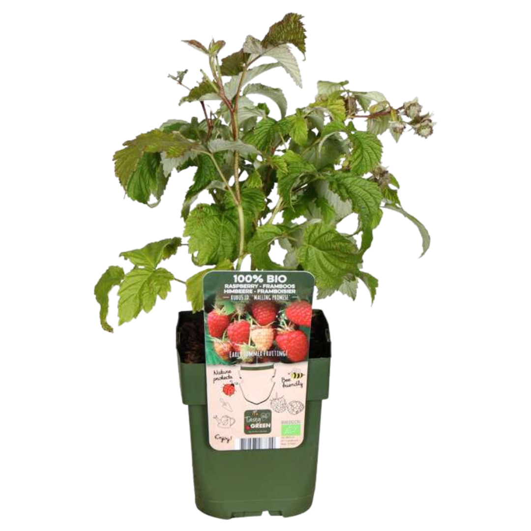 6 x Bio Himbeerpflanzen - Ø 13 cm - ↨ 20 cm