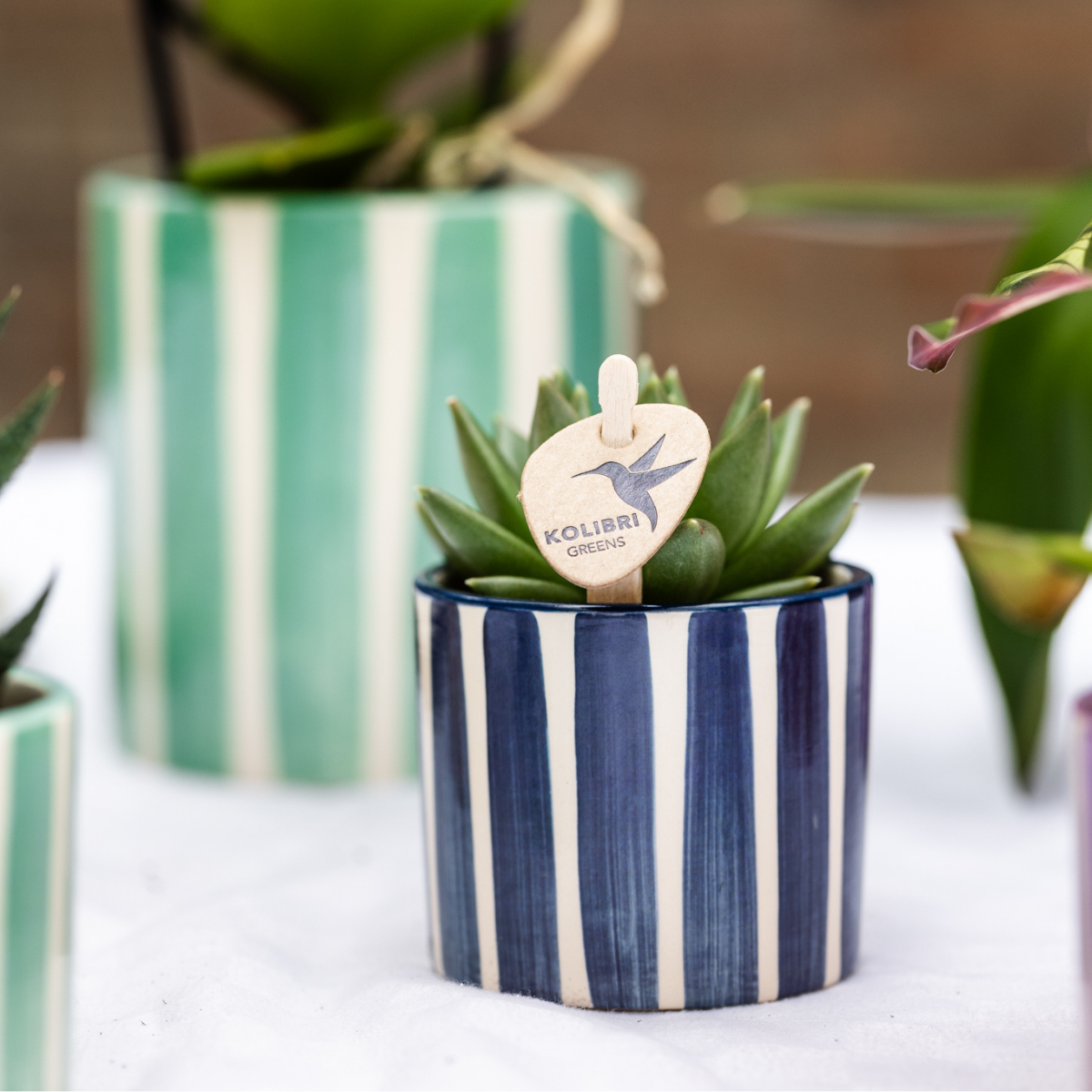 Kolibri-Orchideen | Set aus Lima-Orchideen und Sukkulenten in Keramiktöpfen – Topfgrößen Ø9cm & Ø6cm | blühende Zimmerpflanze – frisch vom Züchter