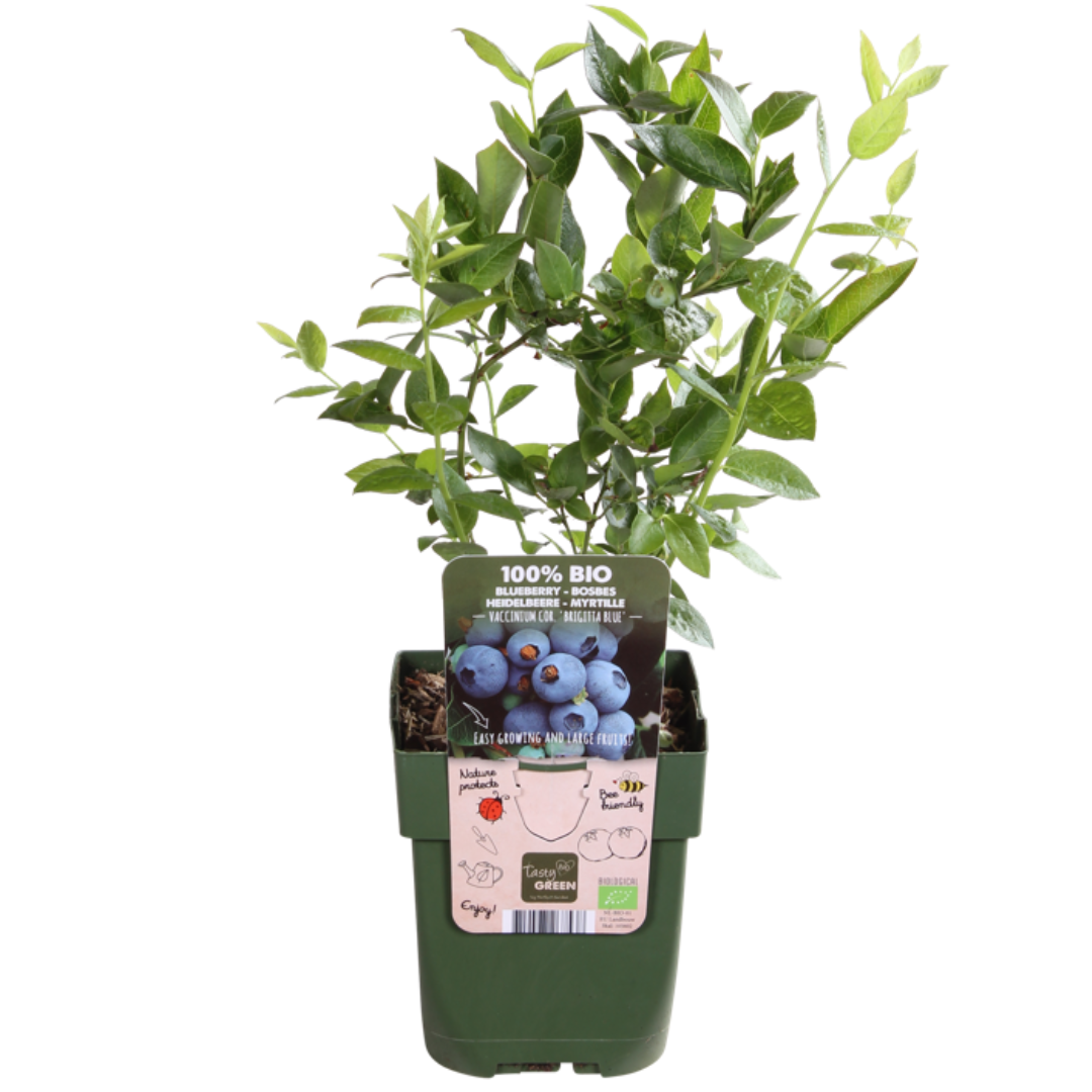 6 x Heidelbeerpflanzen BIO - Ø 13 cm - ↨ 20 cm